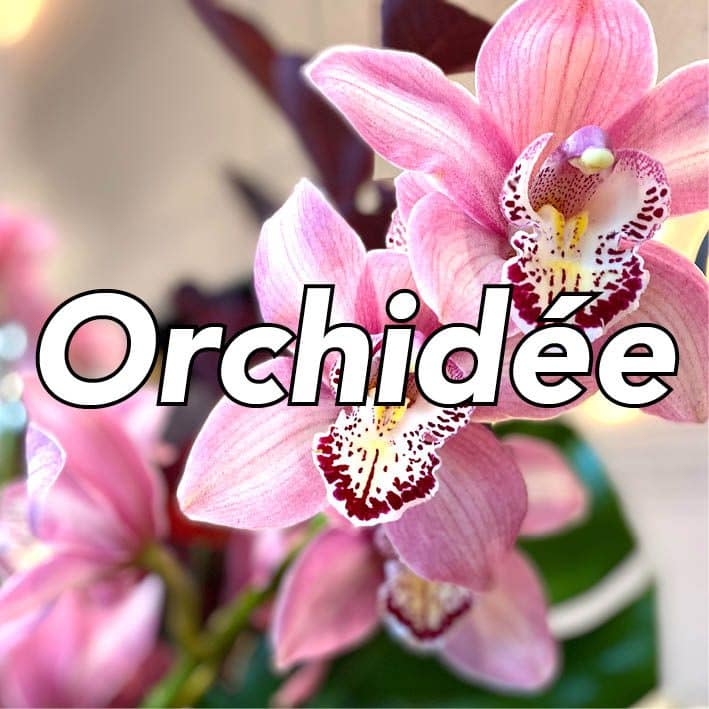 Pastille Orchidée